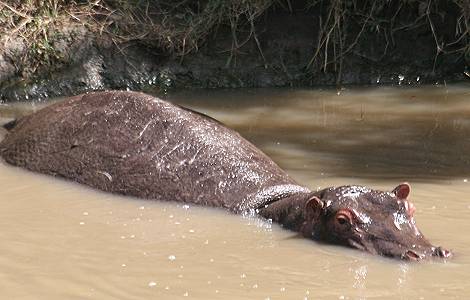Flusspferde im Talek River