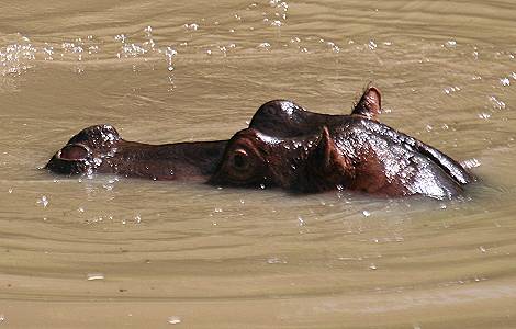 Flusspferd im Talek River