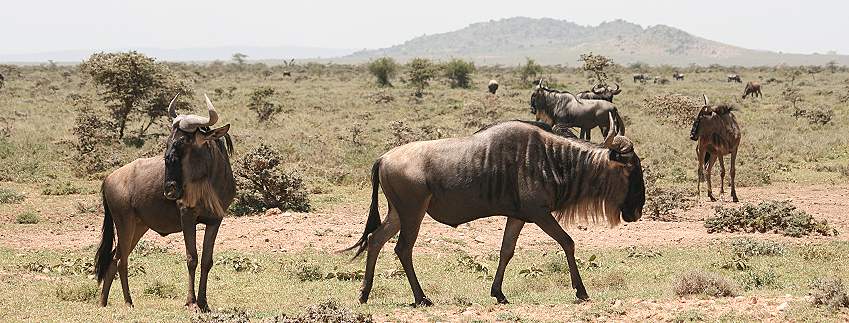Gnus, Wildebeest,  Masai Mara
