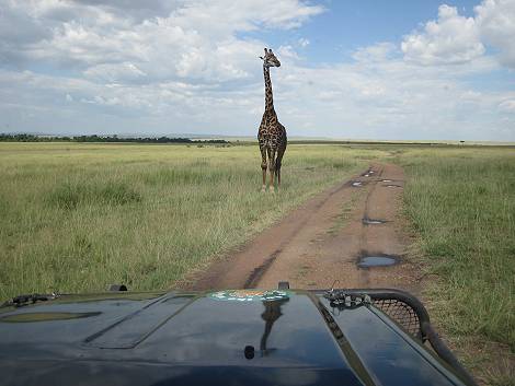 Pirschfahrt in der Masai Mara