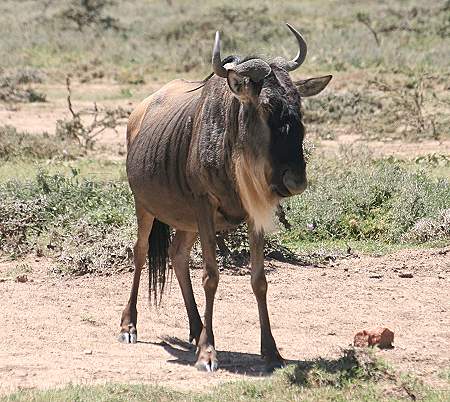trächtiges Gnus, pregnant Wildebeest,  Masai Mara