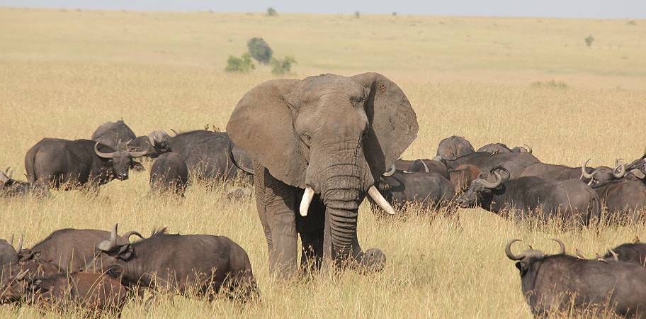 afrikanischer Elefant und Kaffernbüffel