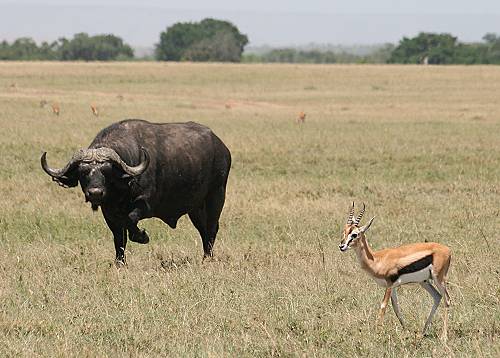 Kaffernbüffel und Thomson Gazelle