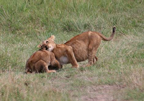ein Nachmittag mit den Löwen am Musiara Sumpf