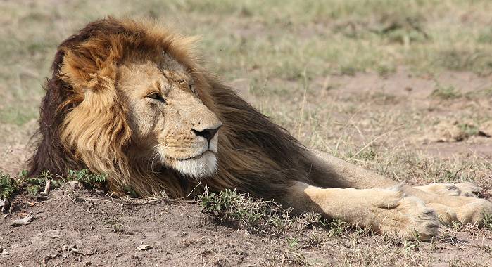 ein Nachmittag mit den Löwen am Musiara Sumpf