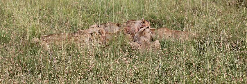 Löwen mit Jungen erbeuten ein Warzenschwein - Masai Mara