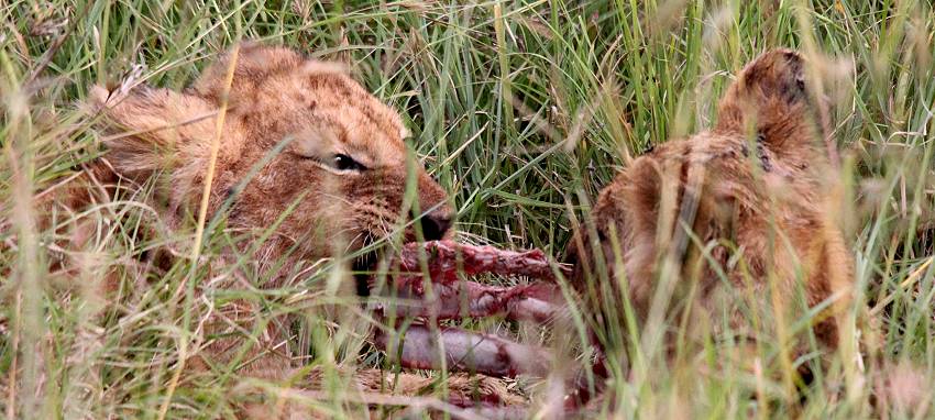 Löwen mit Jungen erbeuten ein Warzenschwein - Masai Mara