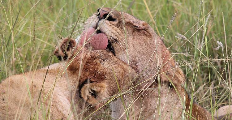 Löwen mit Jungen erbeuten ein Warzenschwein - Masai Mara