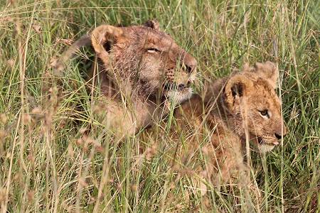 Löwen mit Jungen erbeuten ein Warzenschwein - Masai Mara