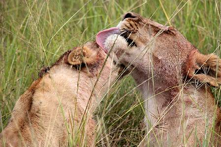 Löwen mit Jungen erbeuten ein Warzenschwein - Masai Mara