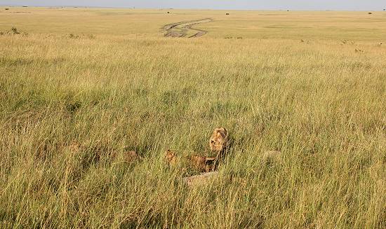 Löwen mit Jungen erbeuten ein Warzenschwein - Masai Mara