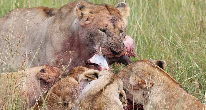 Löwen mit Jungen erbeuten ein Warzenschwein - Masai Mara