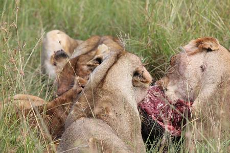 Löwen mit Jungen erbeuten ein Warzenschwein - Masai Mara