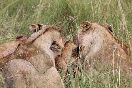 Löwen mit Jungen erbeuten ein Warzenschwein - Masai Mara