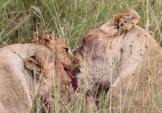 Löwen mit Jungen erbeuten ein Warzenschwein - Masai Mara