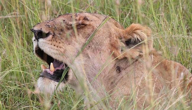 Löwen mit Jungen erbeuten ein Warzenschwein - Masai Mara