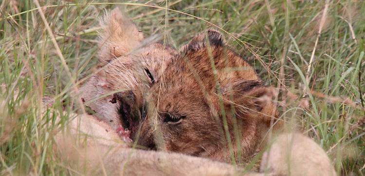 Löwen mit Jungen erbeuten ein Warzenschwein - Masai Mara