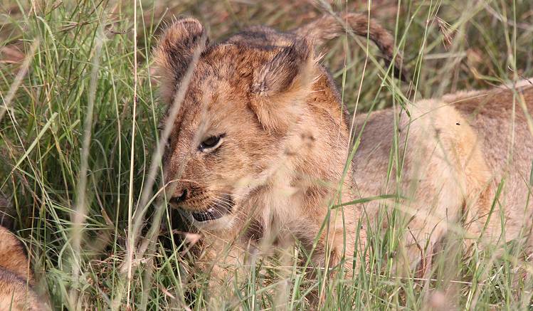 Löwen mit Jungen erbeuten ein Warzenschwein - Masai Mara