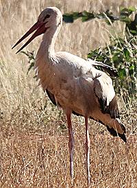 Weißstorch in Afrika