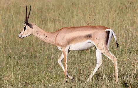 Grant Gazelle