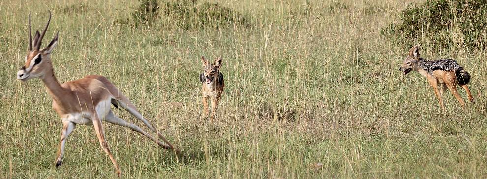 Grant Gazelle verteidigt Kitz