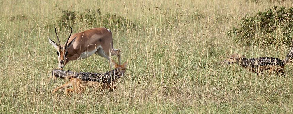 Grant Gazelle verteidigt Kitz