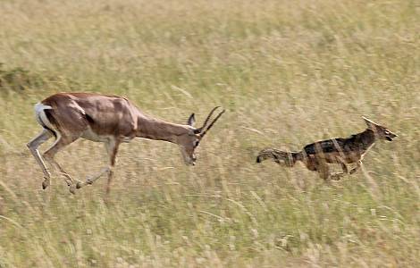 Grant Gazelle verteidigt Kitz