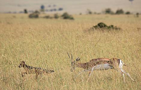 Grant Gazelle verteidigt Kitz