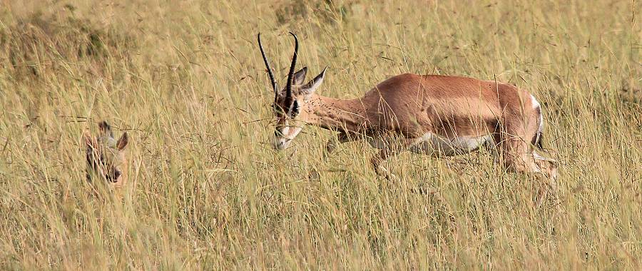 Grant Gazelle verteidigt Kitz