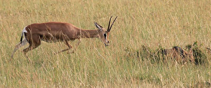 Grant Gazelle verteidigt Kitz