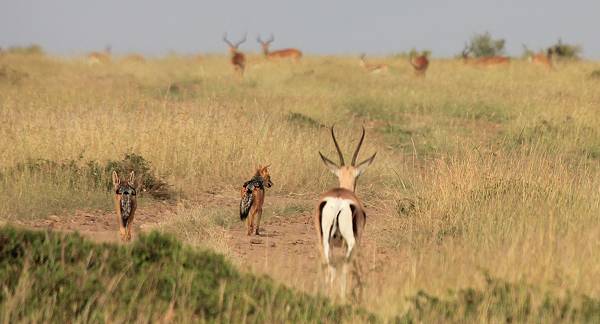 Grant Gazelle verteidigt Kitz