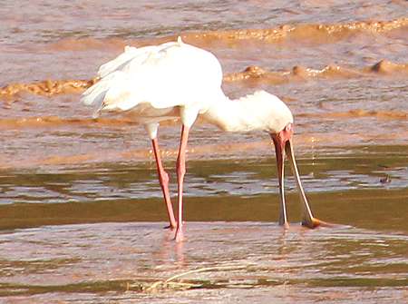 BiGi oder Epiya Chapeyu Camp - Galana River, Tsavo Ost National Park