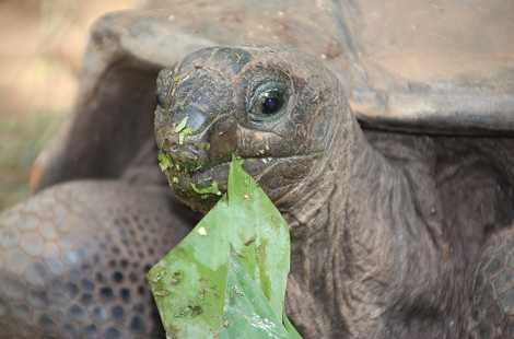 Aldabra Riesenschildkröte, Sychellen Schildkröte