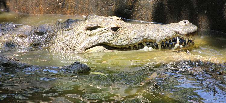 Reinigung der Krokodilanlage im Boko Boko