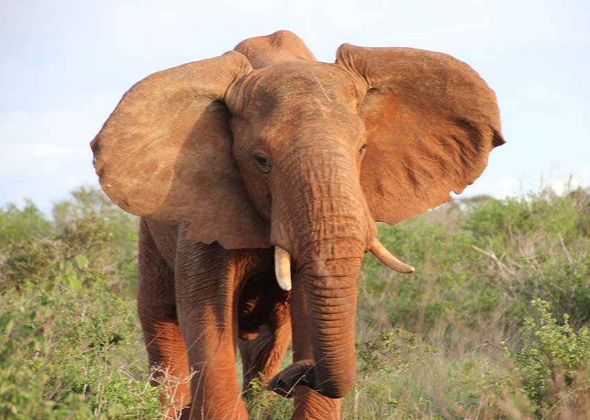 Elefanten Angriff im Tsavo
