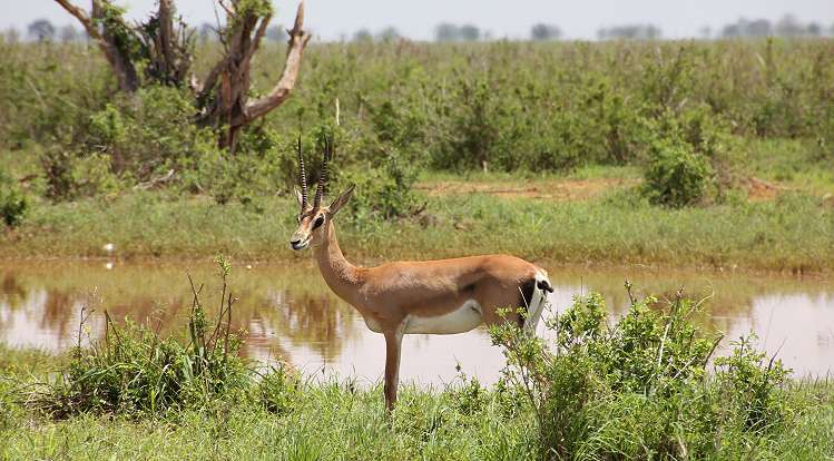 Grantgazelle