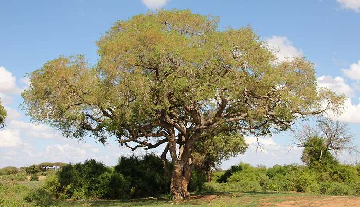 Akazien Baum