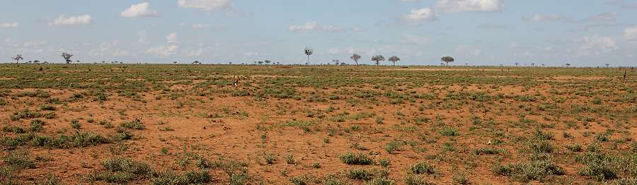 Aruba, Tsavo Ost