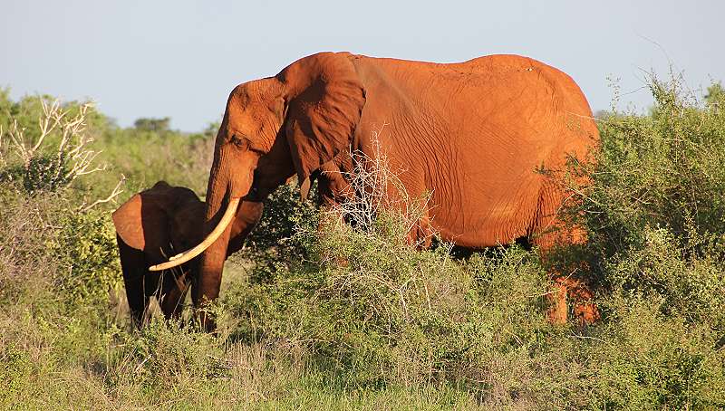 rote Elefanten im Tsavo Ost