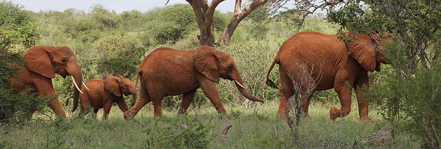rote Elefanten im Tsavo Ost