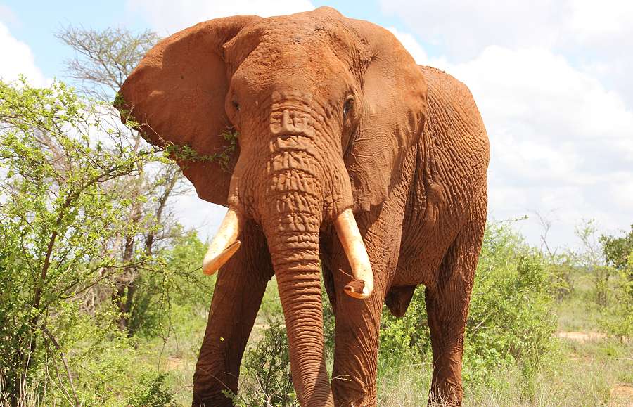 Elefanten im Tsavo Ost