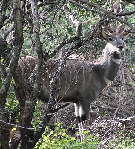 Kleiner Kudu, Bock