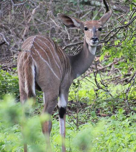 Kleiner Kudu, Weibchen