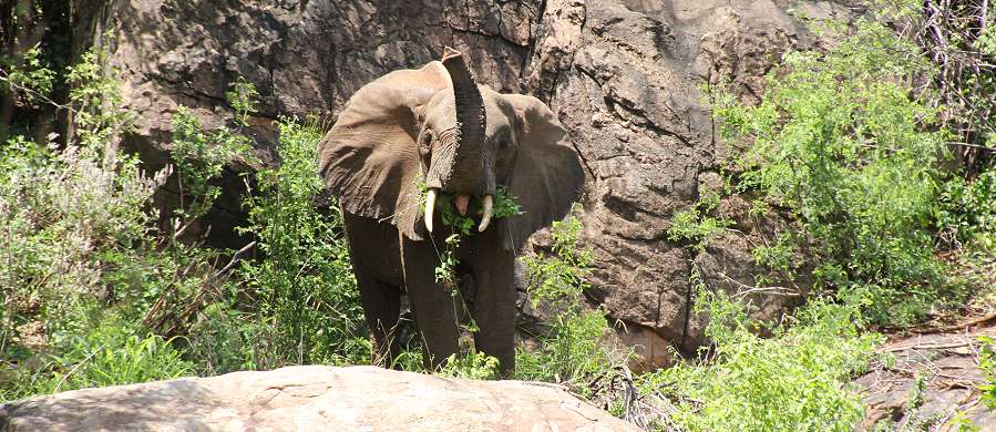 Elefanten im Tsavo West