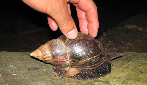 Achatschnecke