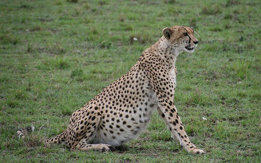 Gepard, Masai Mara