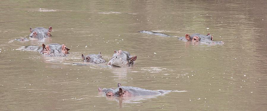Flusspferd im Olare Orok