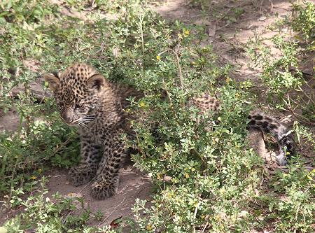 Leopard, Panthera pardus