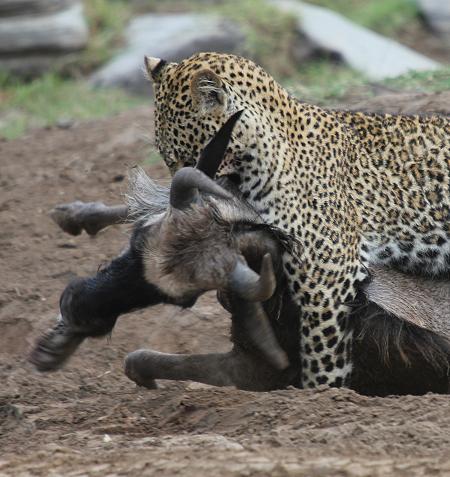 Leopard, Panthera pardus