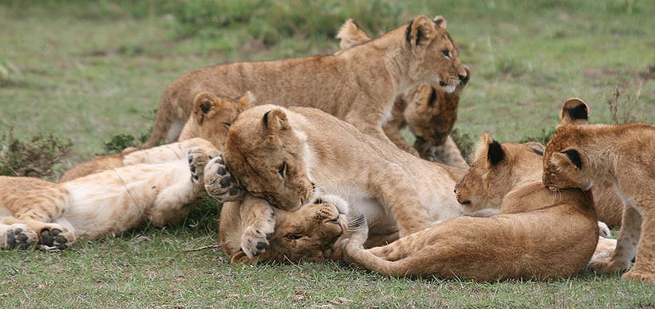 Rekero Löwenrudel, Masai Mara